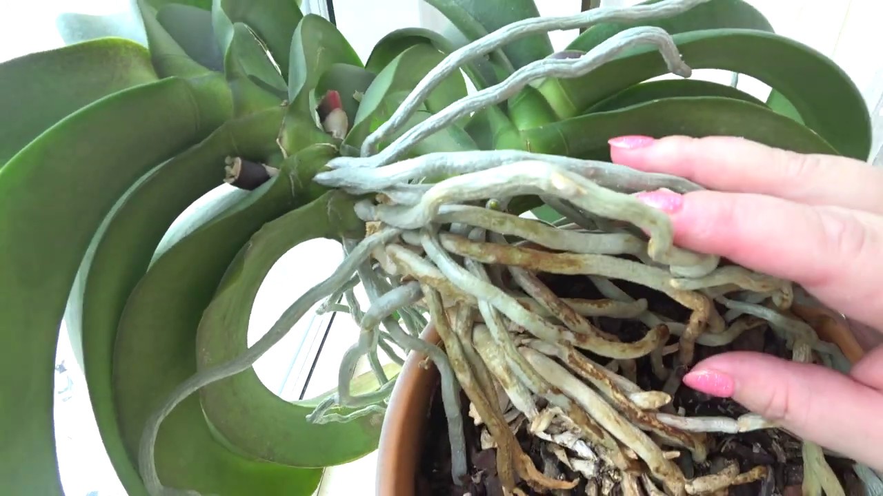 Как омолодить старую орхидею фаленопсис в домашних условиях