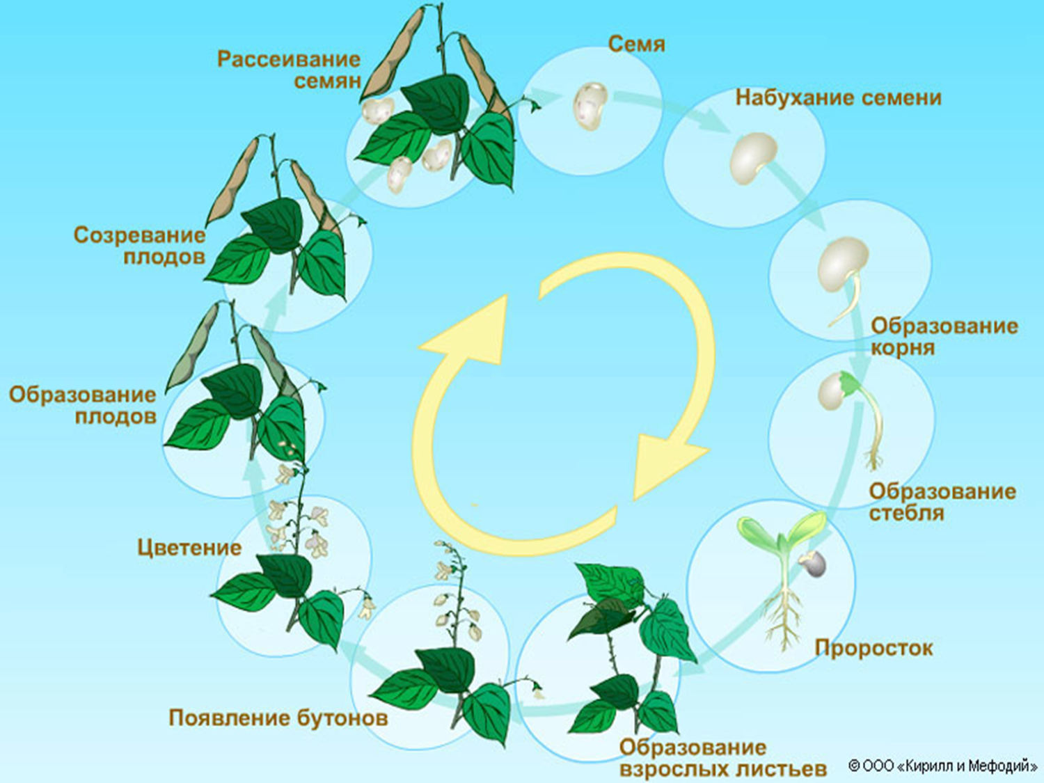 Процессы в жизни растений 5 класс биология. Развитие растений. Стадии развития растений. Стадии развития цветка. Этапы развития растения из семени.