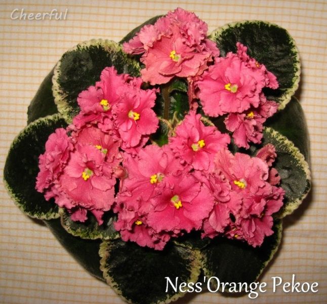 Ness' orange pekoe (несс орандж пикоу), d. ness.