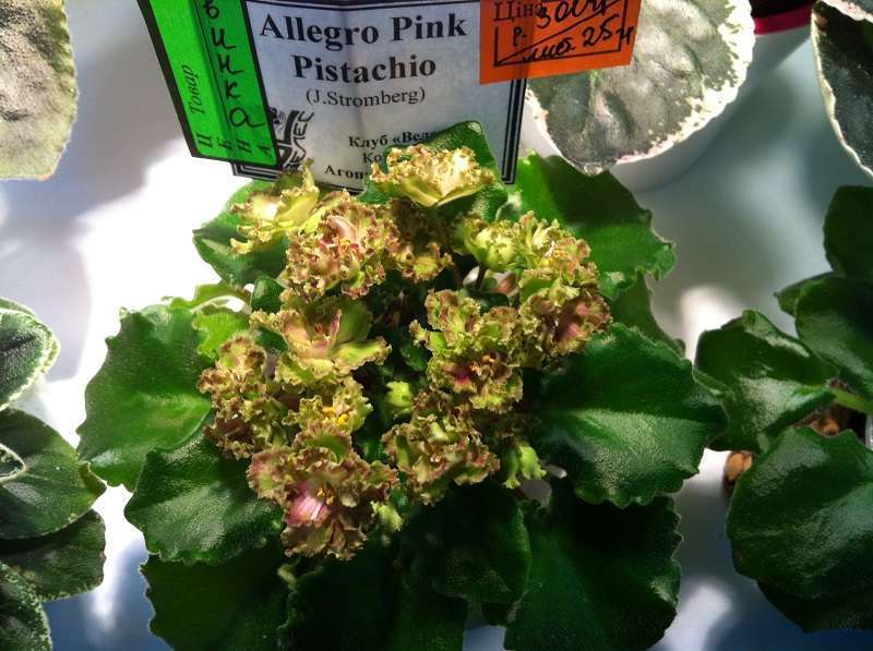 Allegro pink pistachio фиалка фото и описание сорта