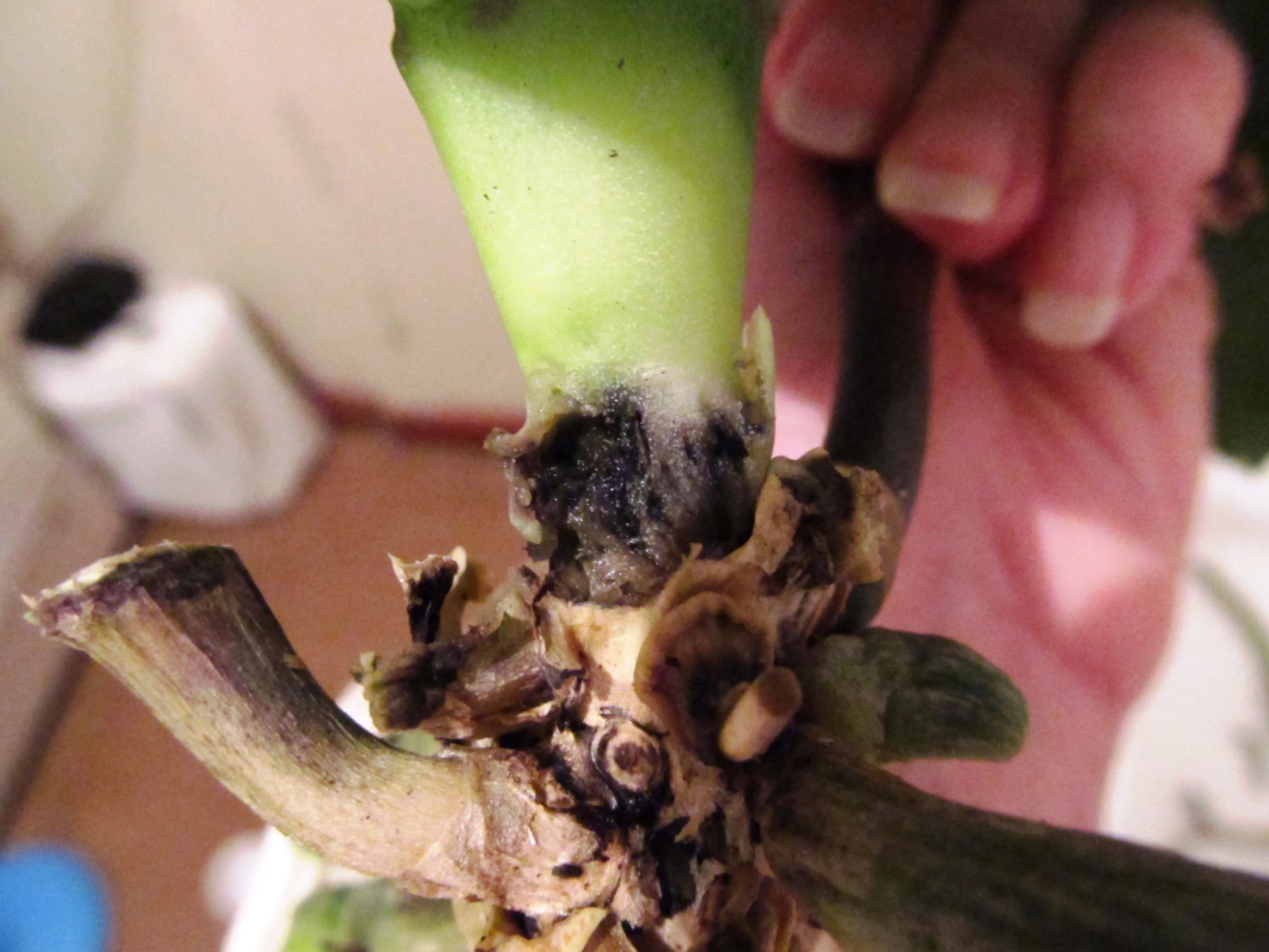 Почему гниют делать. Фаленопсис чёрная гниль. Черная гниль у орхидеи фаленопсис. Южная склероциальная гниль орхидей.