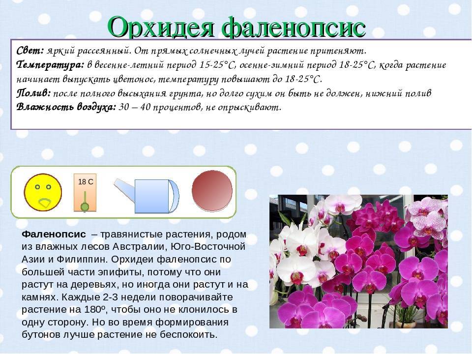 Орхидея: как вырастить роскошный цветок из тропиков своими руками