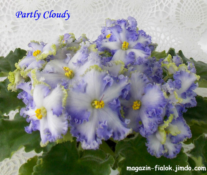 Фиалка partly cloudy фото и описание сорта