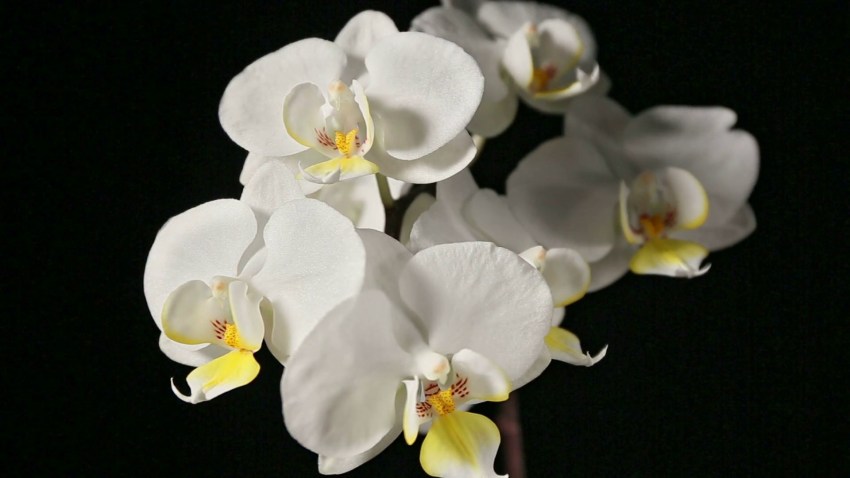 Орхидея фаленопсис — 9 направлений домашнего ухода