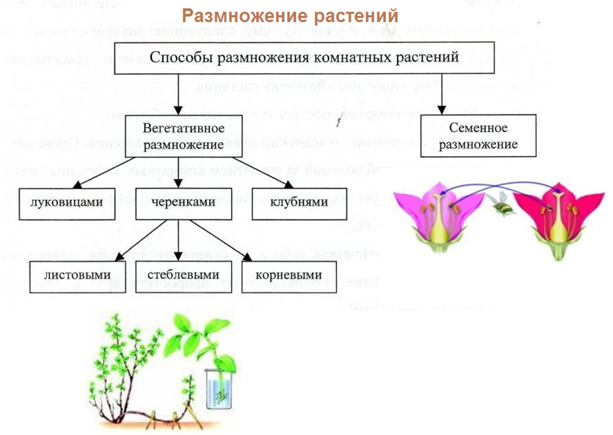 Назовите способы размножения и особенности. Вегетативное размножение растений схема. Процесс размножения растений рисунок. Виды размножения растений схема. Схема способы размножения растений.