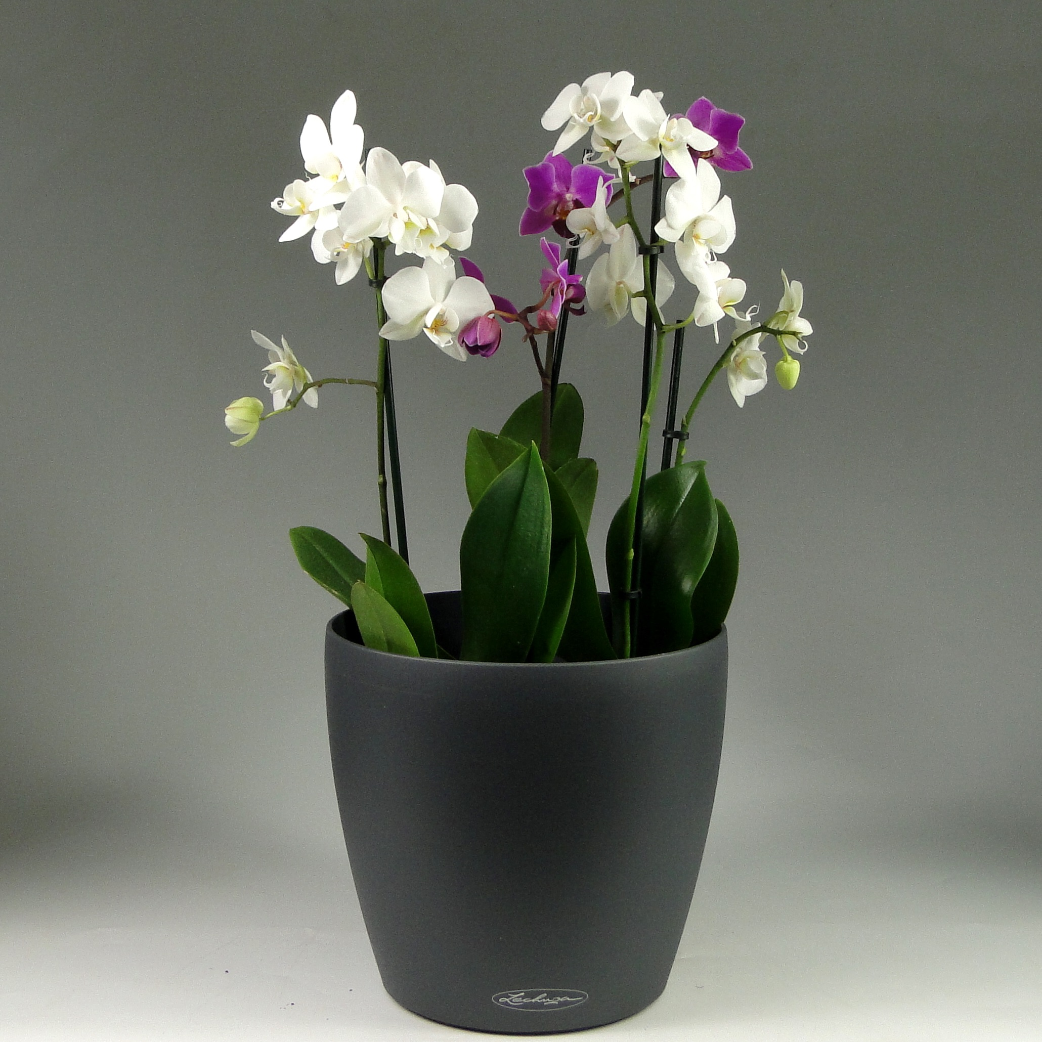 Прелестные орхидеи мини: описание, фото и отзывы