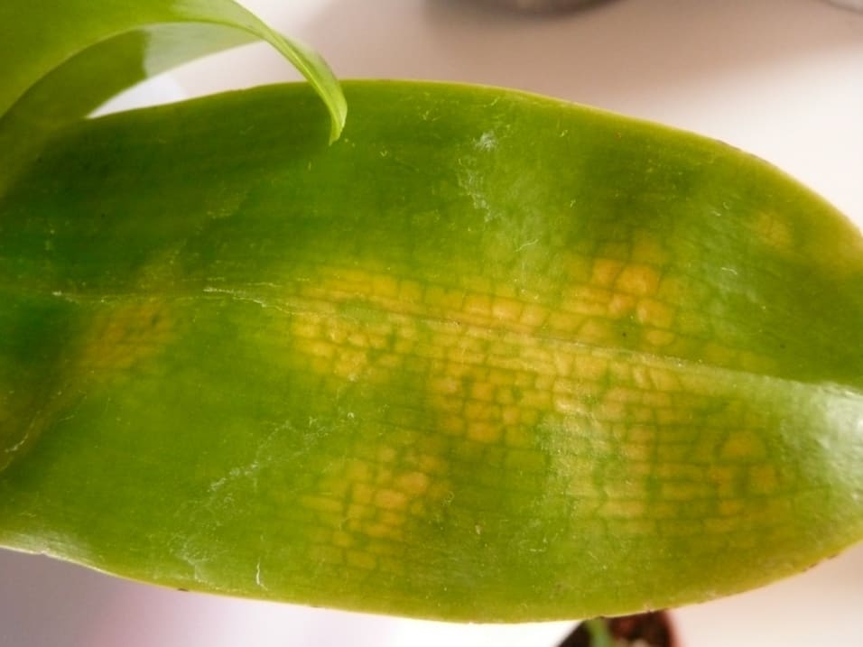 Наиболее распространенные болезни орхидей и их лечение