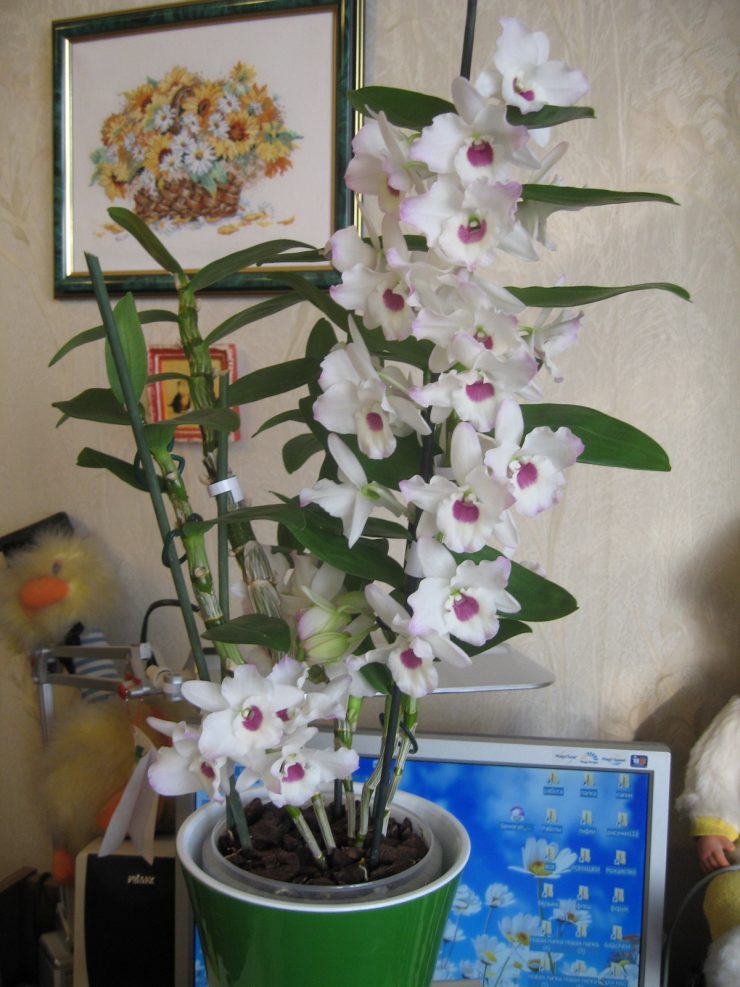 Дендробиум как ухаживать в домашних. Орхидея Дендробиум Нобиле. Орхидея Dendrobium Nobile. Орхидея Дендробиум Нобиле белая. Фаленопсис Дендробиум Нобиле.