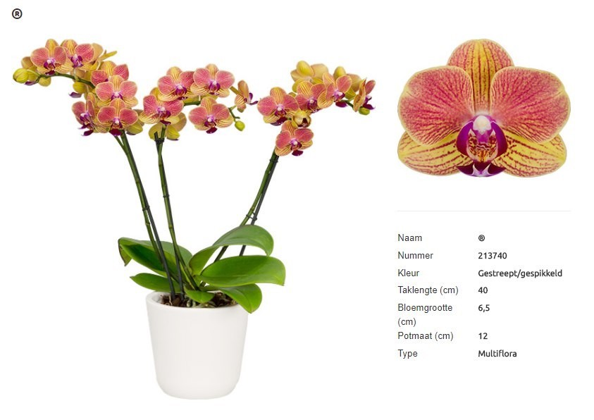 Орхидея фаленопсис горизонт описание и фото