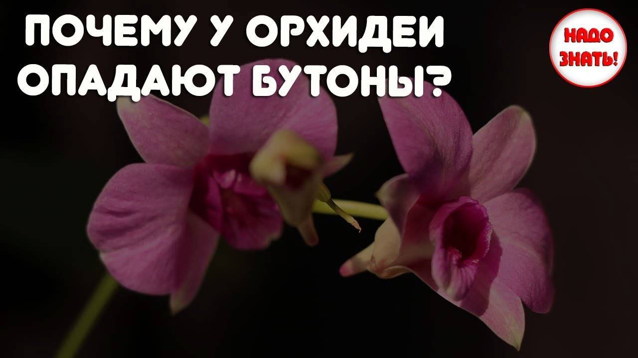 Причины, почему у фаленопсиса опадают бутоны и что делать?