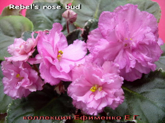 Rebel s rose bud фиалка фото и описание