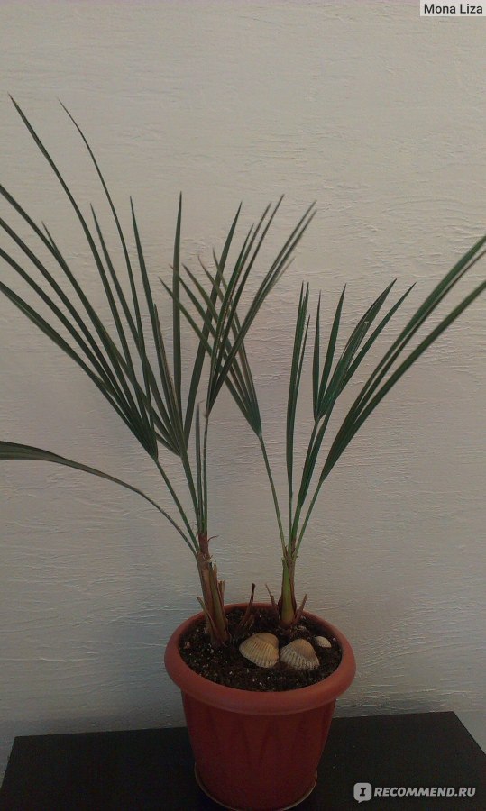 Хамеропс (веерная пальма): уход в домашних условиях, выращивание из семян