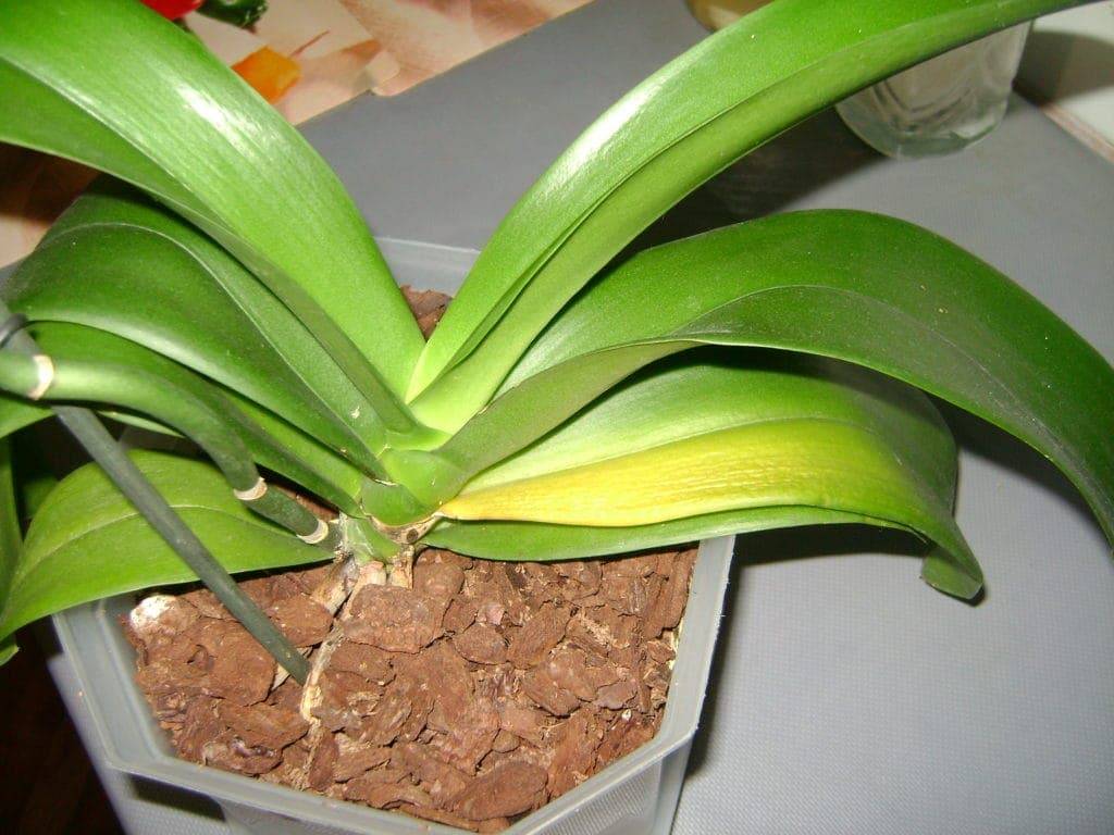 Причины пожелтения листьев у орхидей, кончиков в домашних условиях: что делать