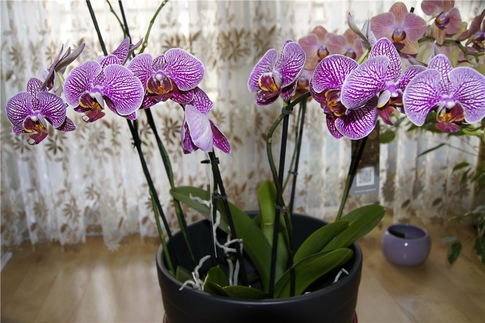 Как следует сажать орхидею в домашних условиях?