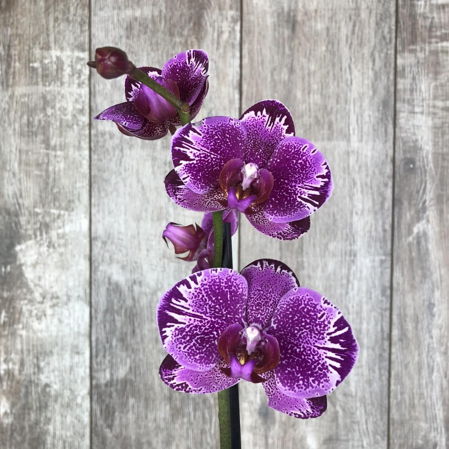 Крашеные Орхидеи
