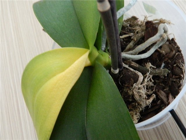 Почему желтеют листья у орхидеи фаленопсис что делать