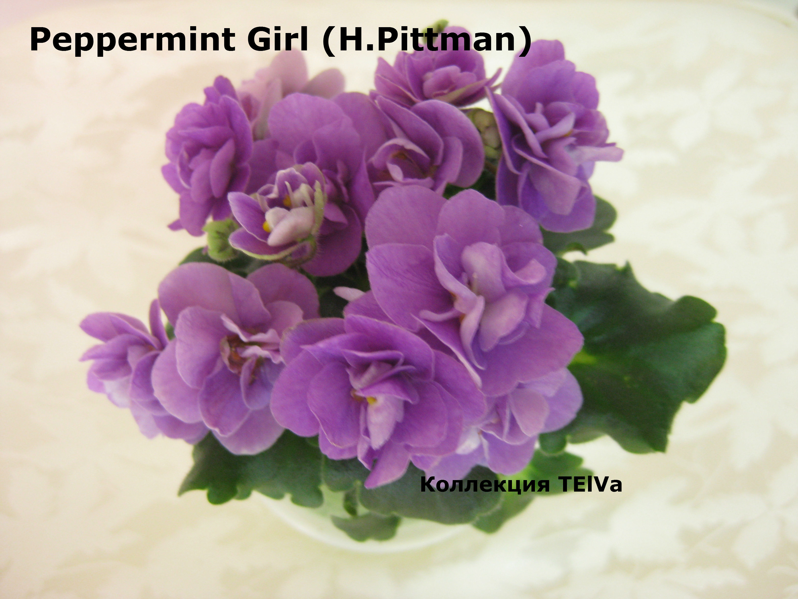 Peppermint girl фиалка фото и описание сорта