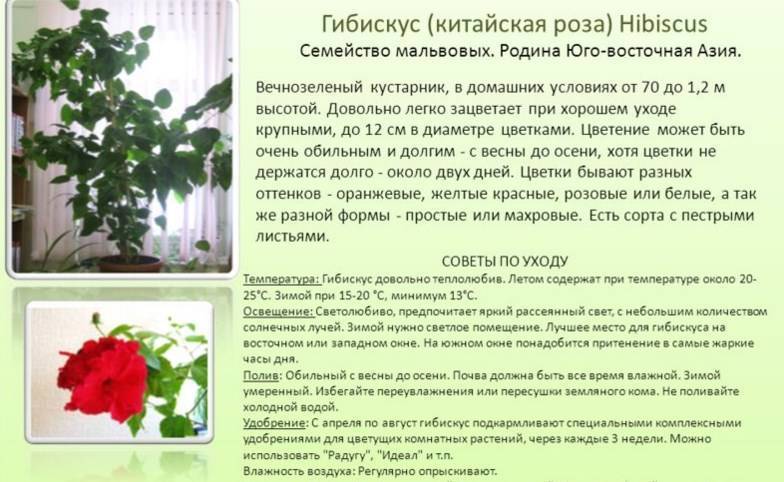 Фиалка золушкин сон (а. дейкун): правила ухода, спорты, фото и описание сорта
