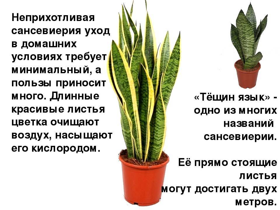 Почему гемантус называется оленьим языком? основы ухода в домашних условиях