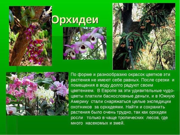 Королева цветов – орхидея. удивительные факты и фото в дикой природе