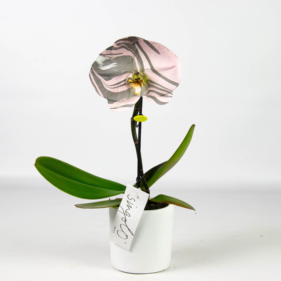 Разнообразие сортов и правила ухода за орхидеей фаленопсис