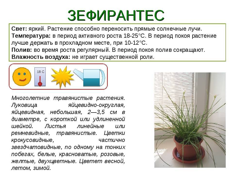 Зефирантесы — деликатные «выскочки». уход, посадка и выращивание в домашних условиях. фото — ботаничка