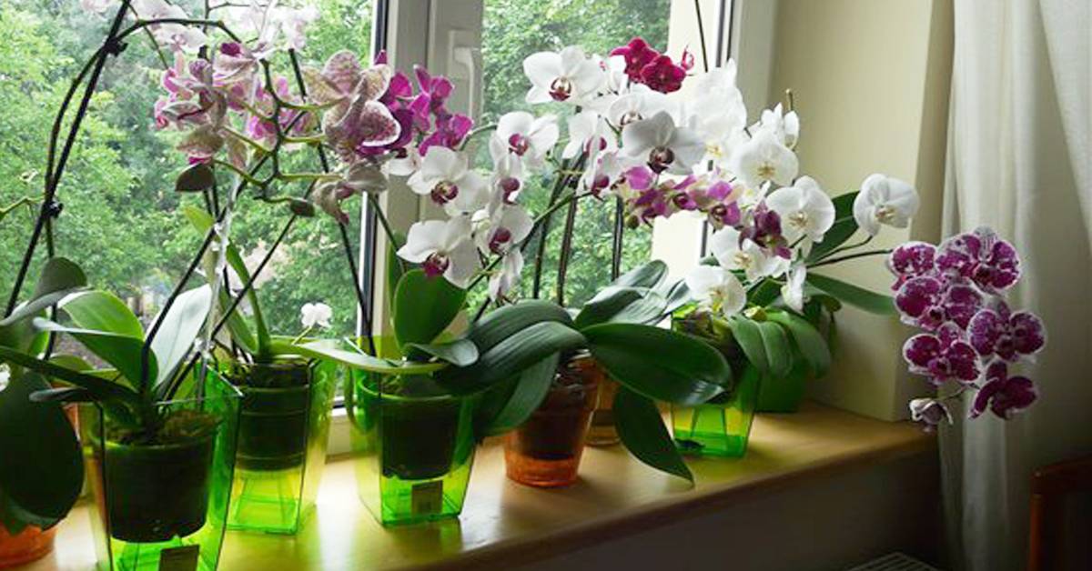 Орхидея в доме: значение по фен-шуй, народные приметы и суеверия