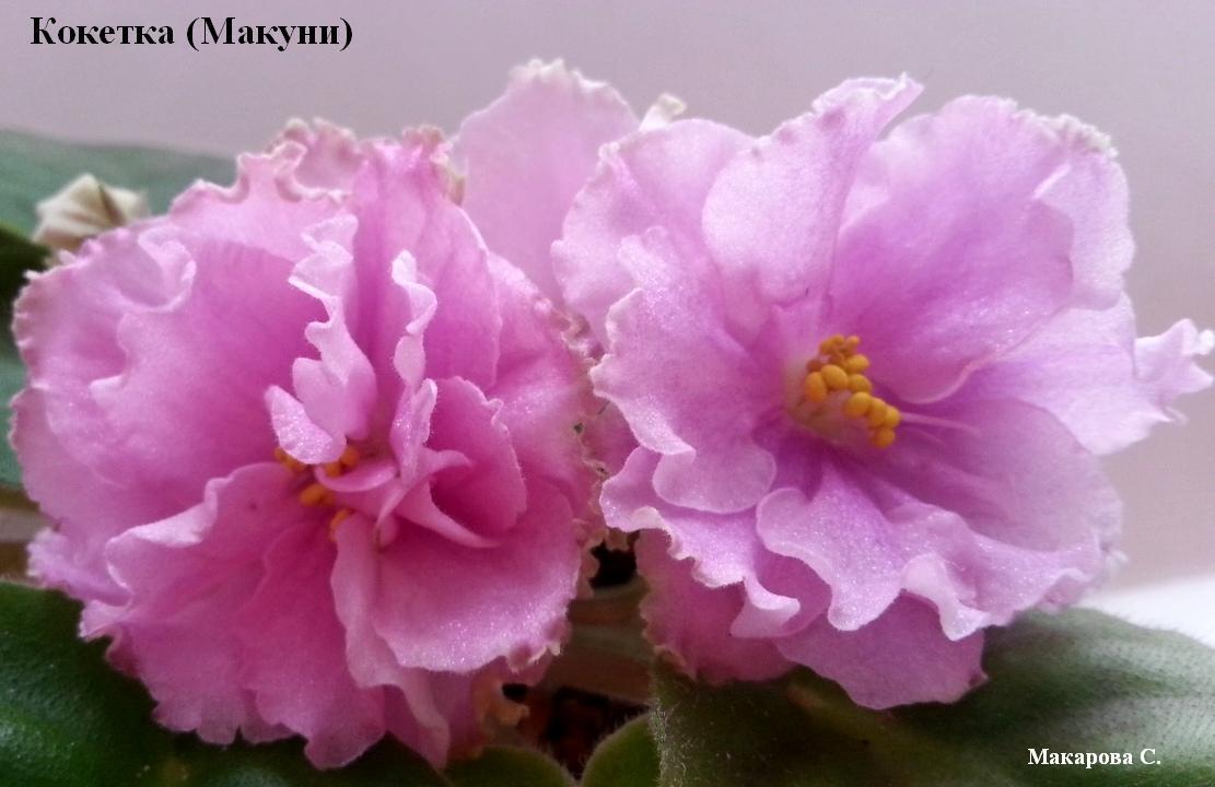 Фиалки селекционера татьяны пугачевой: «натали», «эленика» и другие прекрасные цветы