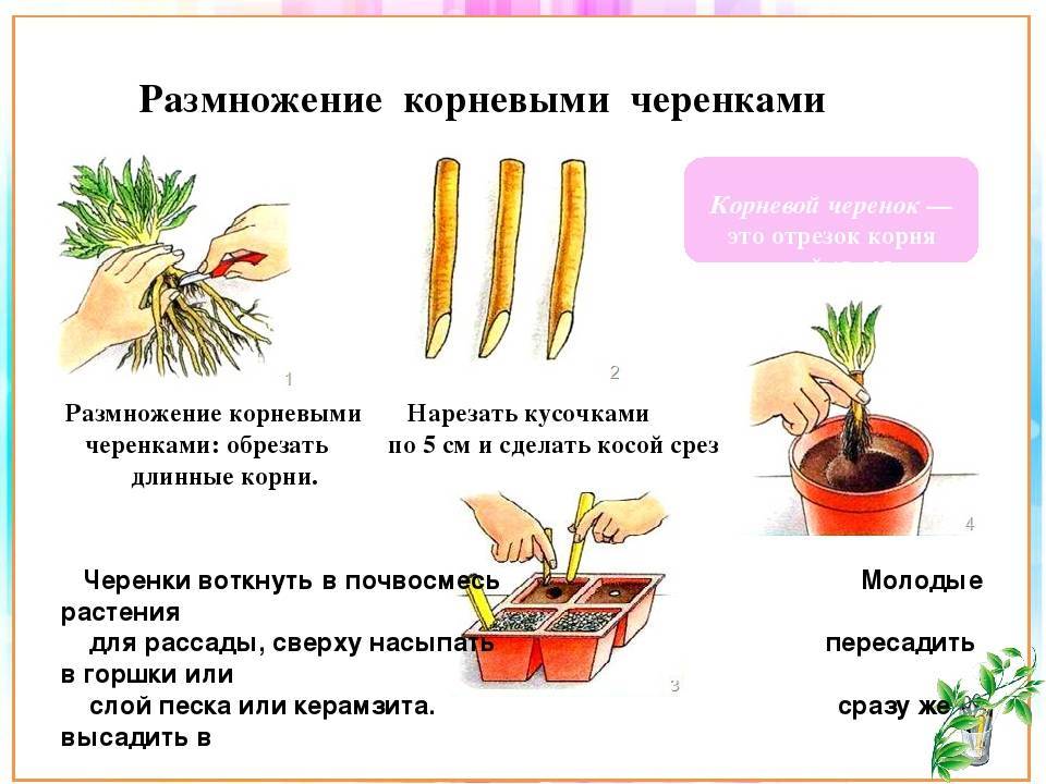 Ятрофы и их спорная репутация. уход в домашних условиях. выращивание, размножение, виды. фото — ботаничка