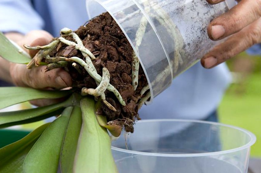 Как пересаживать орхидею: видео с пошаговой инструкцией