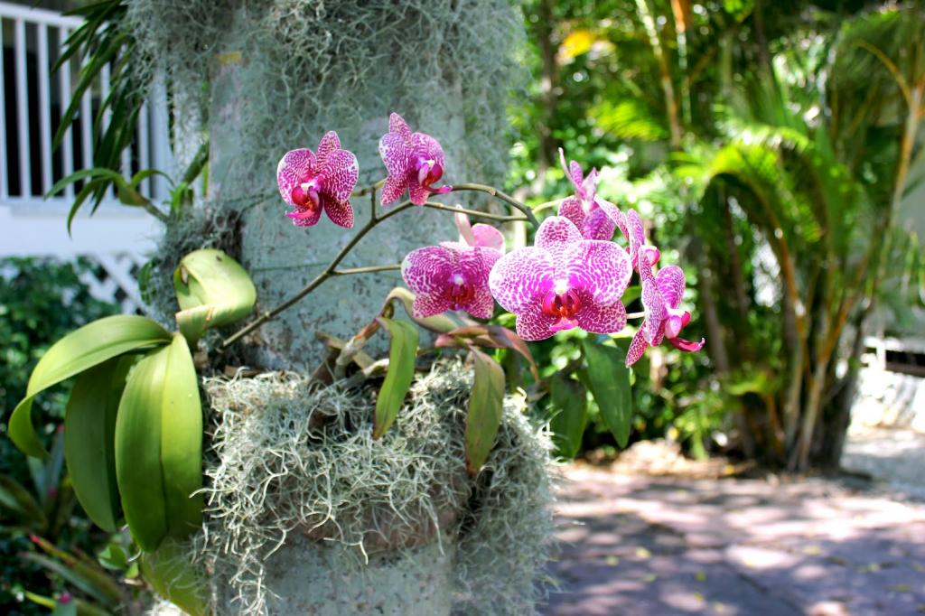 Орхидея: уход в домашних условиях – адаптация после покупки, размножение. ошибки начинающих при выращивании