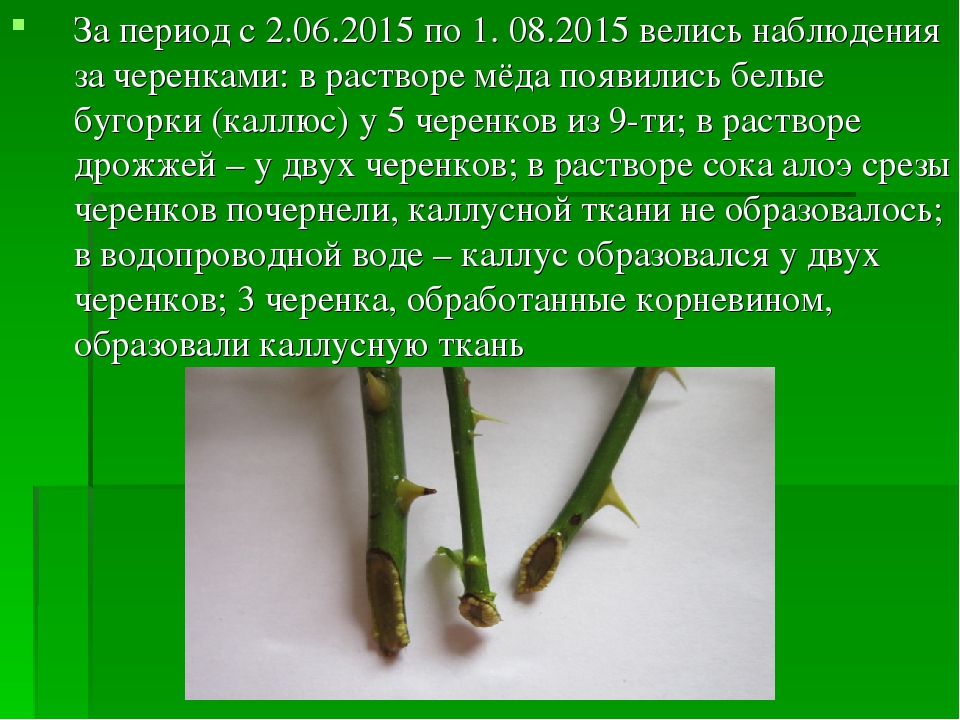 Черенкуем розы – 7 полезных советов