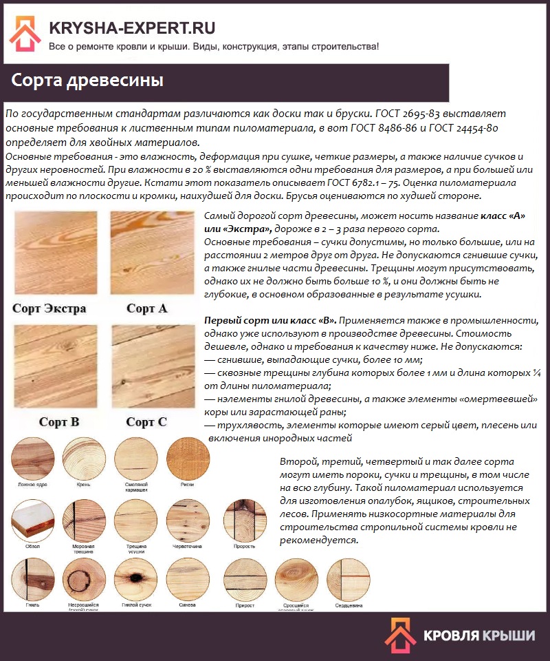 Фиалка пт-светланка (т. пугачева): фото и описание сорта