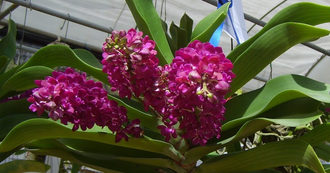 Какие бывают сорта орхидеи фаленопсис? названия самых известных видов и их описание