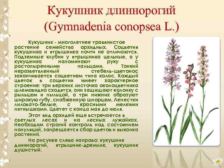Хабенария радиата – летящая белая цапля - правильный уход за орхидеей
