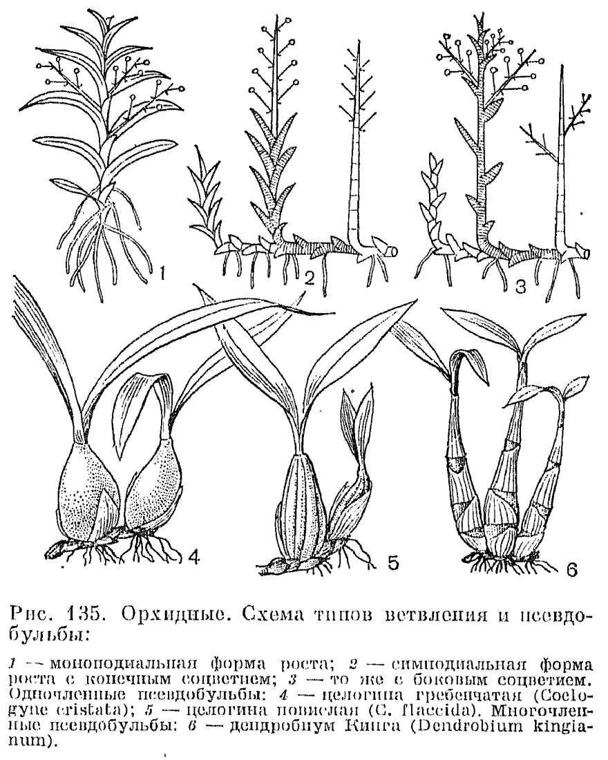 Схема строения орхидеи фаленопсис
