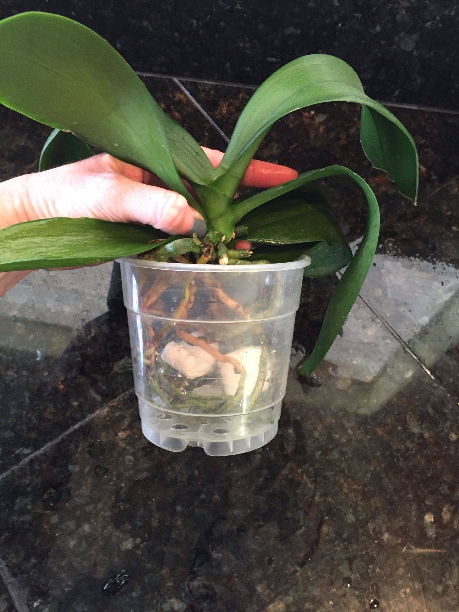 Как нарастить корни орхидеи в домашних