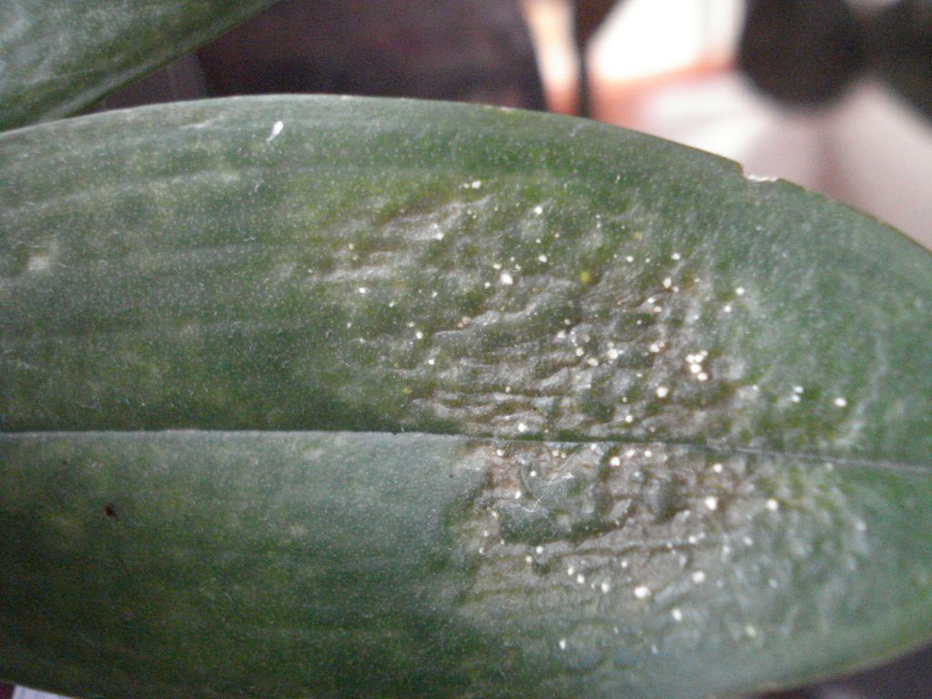 Болезни орхидей фаленопсис на листьях с фото и лечение в домашних