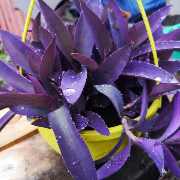 Ухаживаем за сеткреазия пурпурная в домашних условиях