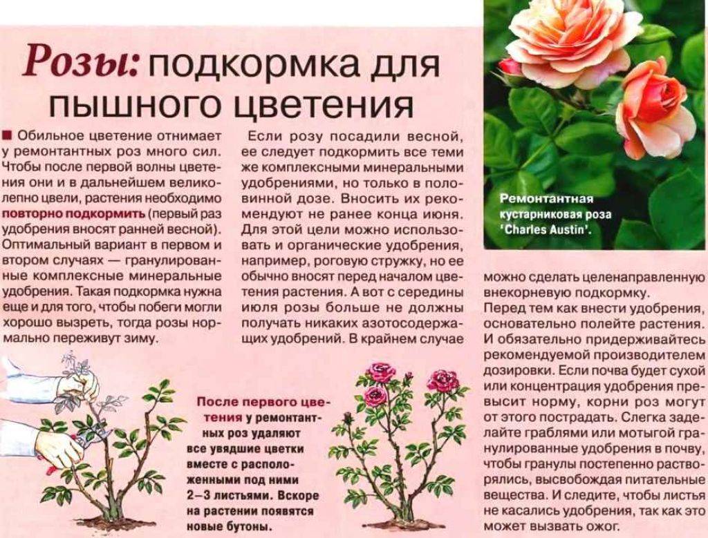 Что делать, если орхидеи не цветут долго (больше года), как им помочь и разбудить их: основные причины отсутствия цветов