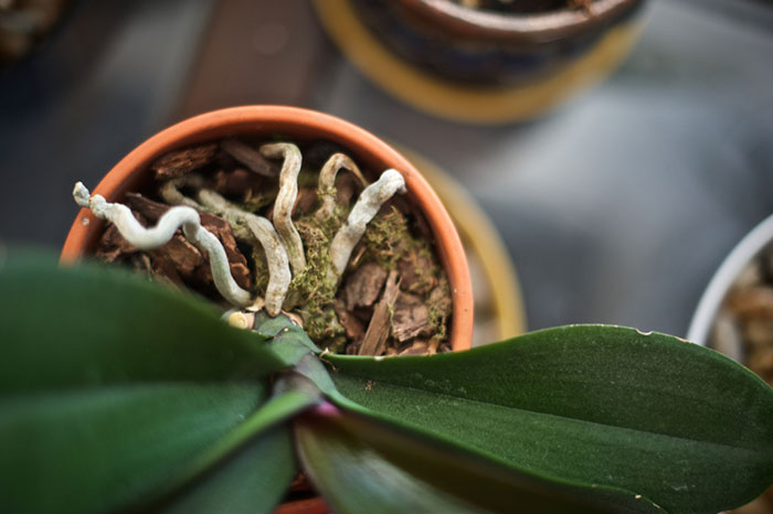 Орхидея фаленопсис: уход в домашних условиях после магазина, пересадка, полив, профилактика