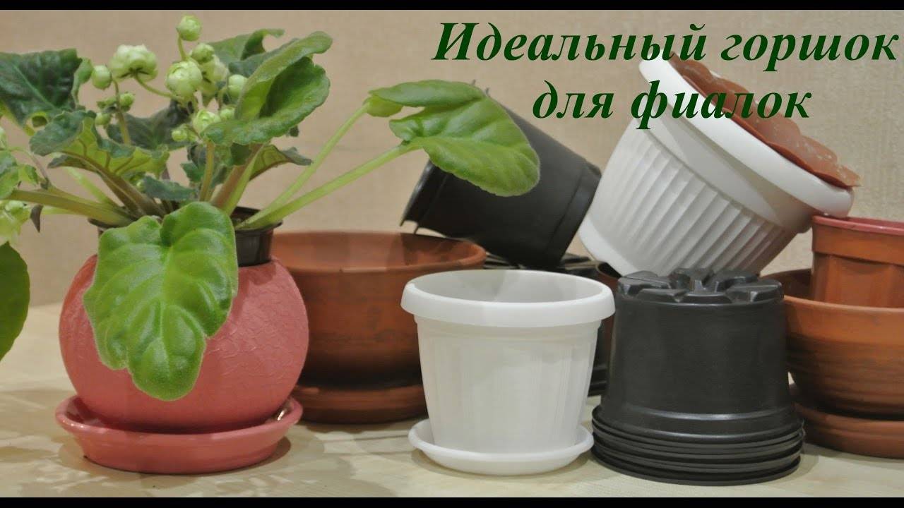 Как выбрать горшок для посадки фиалки: как подобрать правильный размер и материал