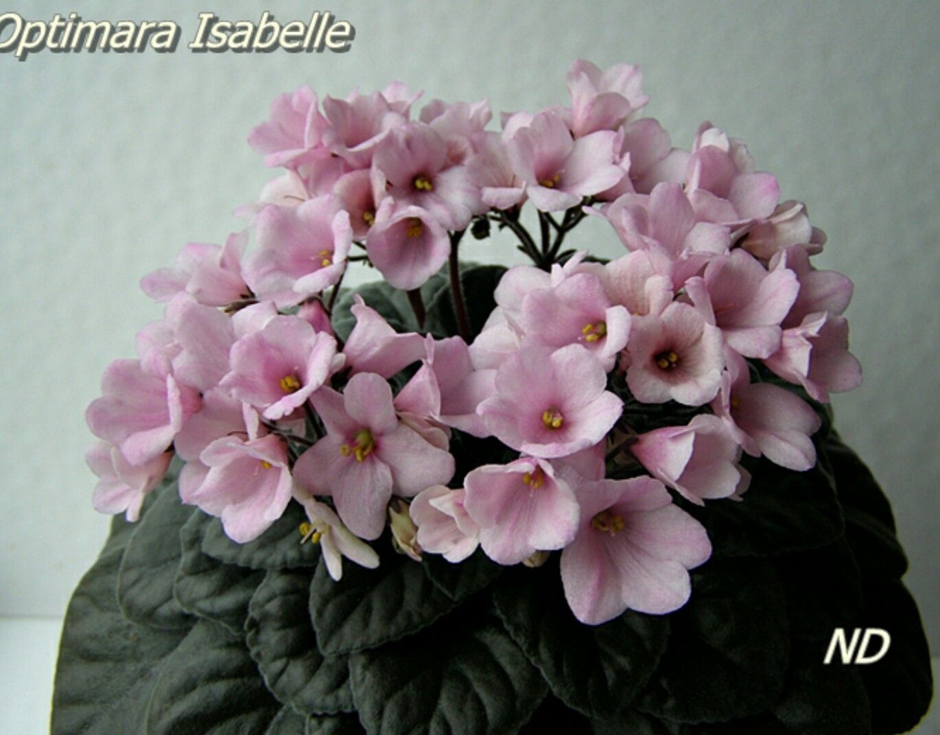 Optimara Isabelle (Holtkamp)