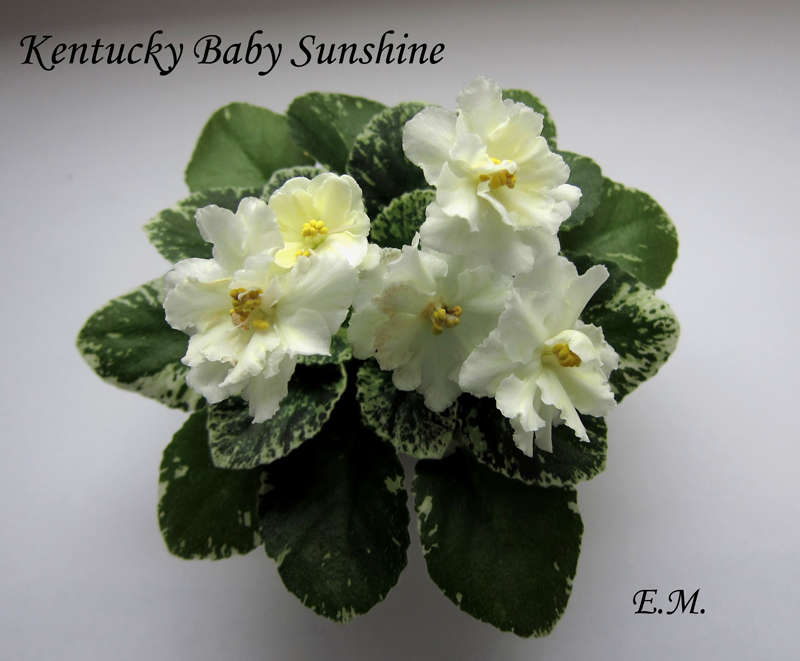 Фиалка kentucky baby sunshine фото и описание сорта