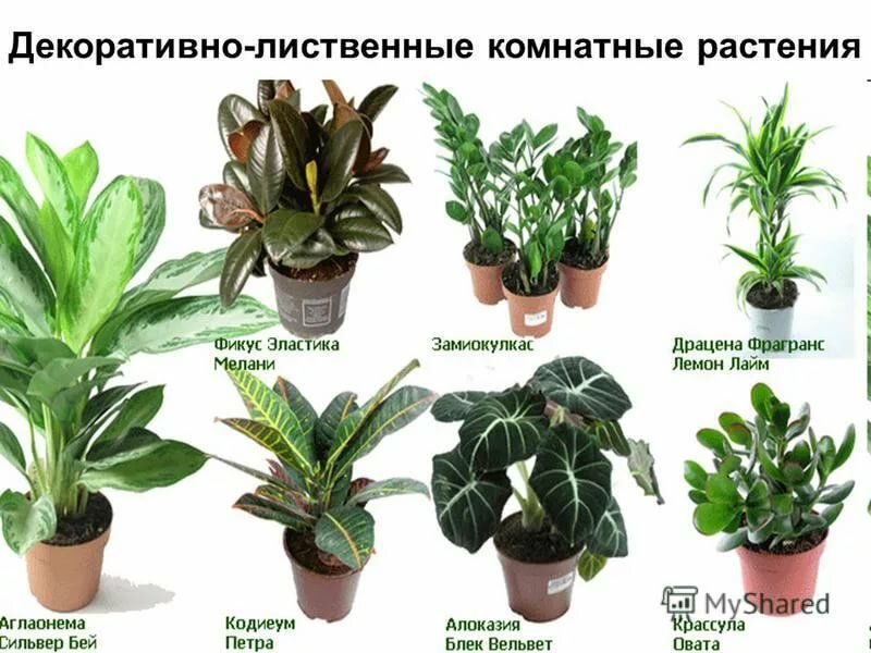 Агава американская: уход в домашних условиях, особенности выращивания и отзывы :: syl.ru