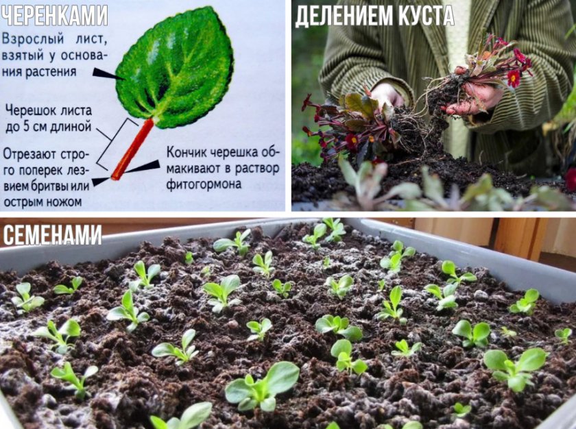 Примула комнатная: уход в домашних условиях, фото