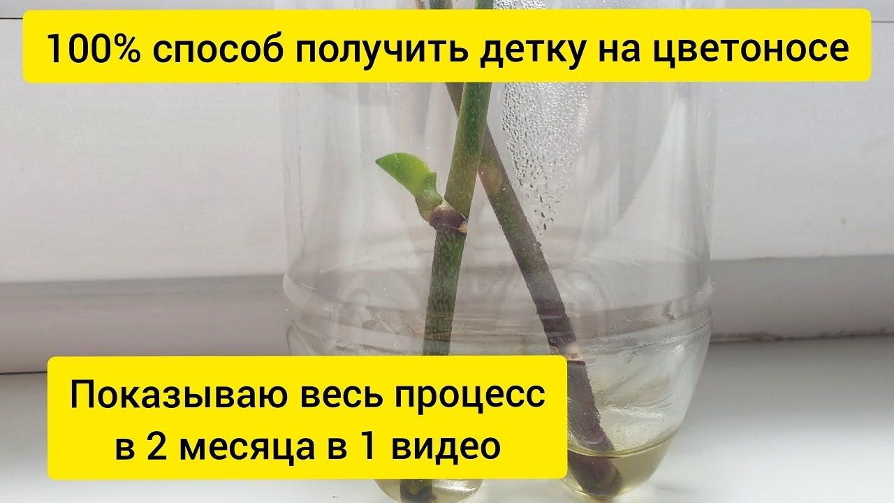 6 способов размножения орхидеи фаленопсис в домашних условиях с пошаговым фото. рекомендации и правила ухода