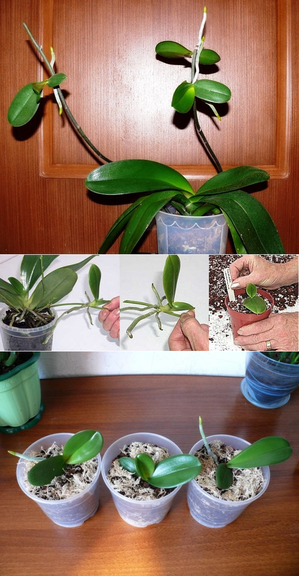 Все о размножении тропических цветов — как отсадить деток от орхидеи?