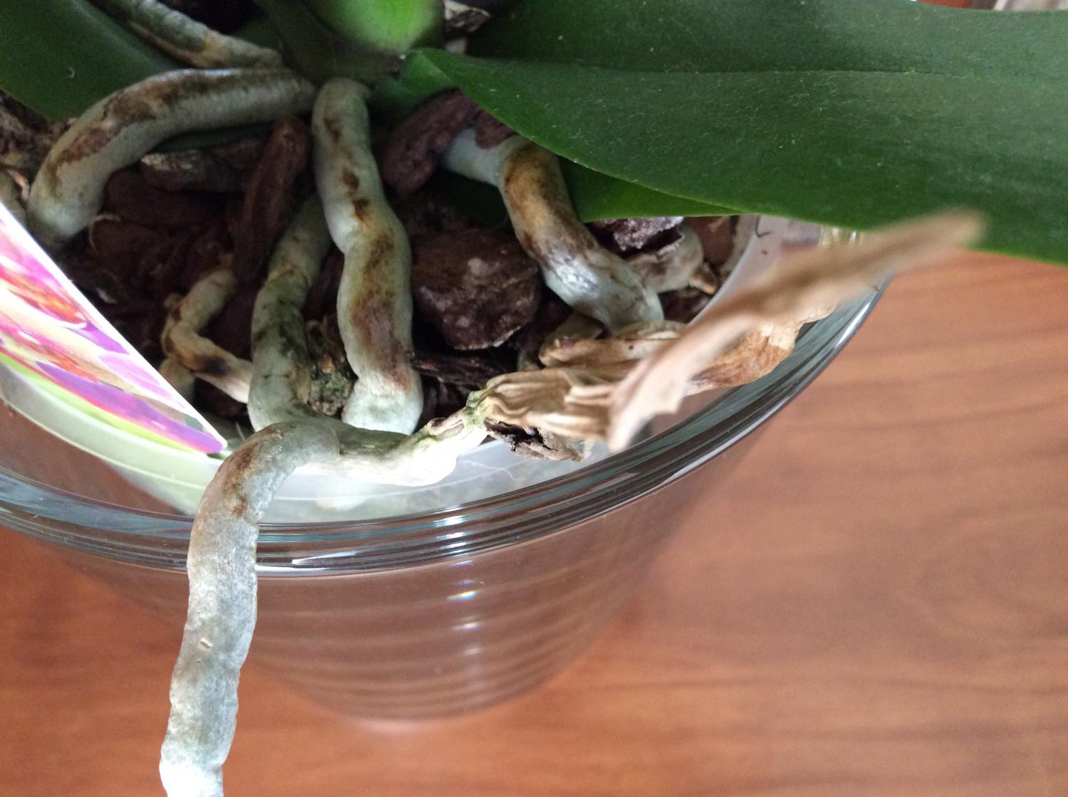 Почему появляются воздушные корни у орхидеи: что делать, можно ли обрезать