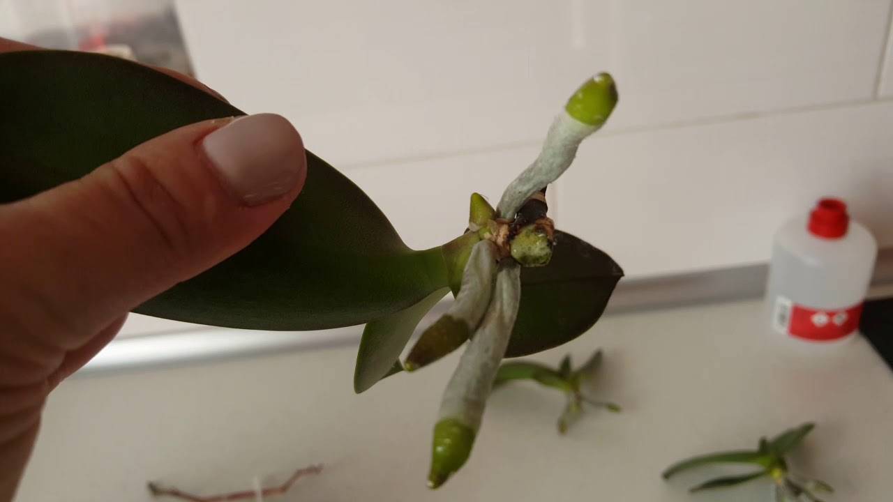 Что делать с отростками орхидеи — ухаживаем за цветочным потомством